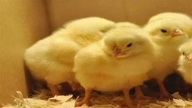 ممنوعیت صادرات جوجه یک‌روزه برداشته شد