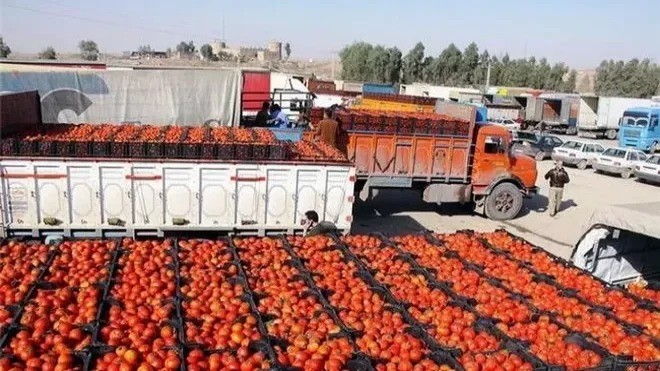 صادرات گوجه‌فرنگی تا پایان سال ممنوع شد