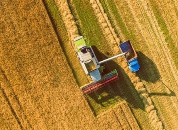 نیم میلیون تن گندم خوراک دام و طیور شد