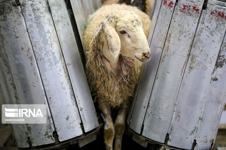 قیمت دام زنده بیش از ۱۷۵ هزار تومان در ایام تاسوعا و عاشورا گران‌فروشی است