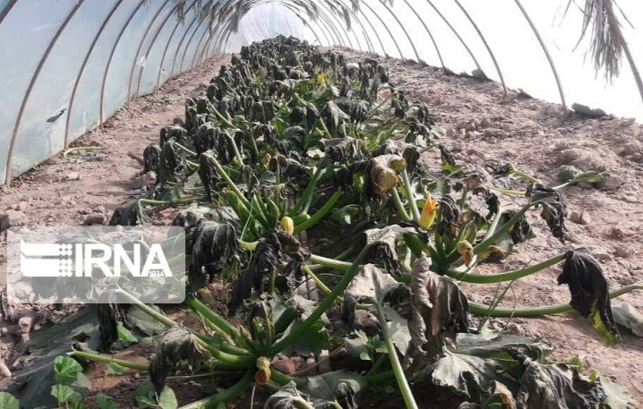 نفوذ توده هوای سرد در روزهای پایانی هفته و احتمال خسارت به محصولات کشاورزی