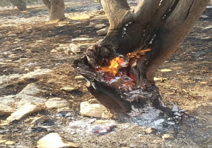 آتش سوزی جنگل های کوه نور در کهگیلویه و بویراحمد مهار شد