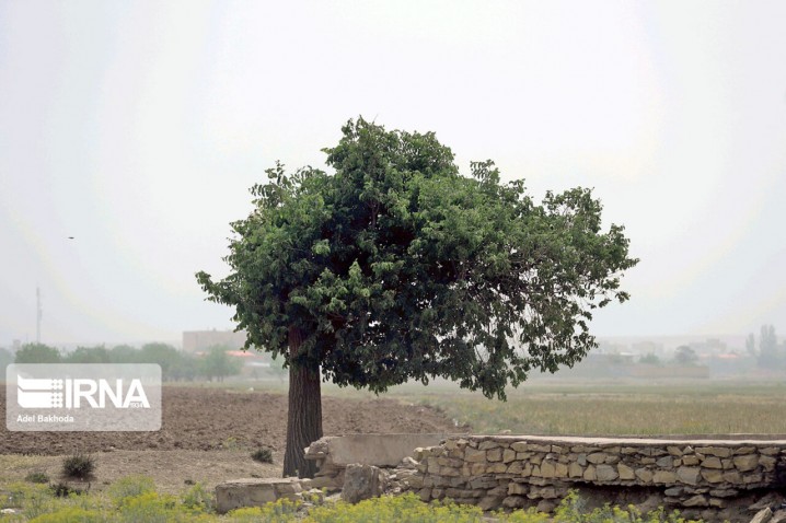 وزش باد در تهران و استان‌های ساحلی خزر