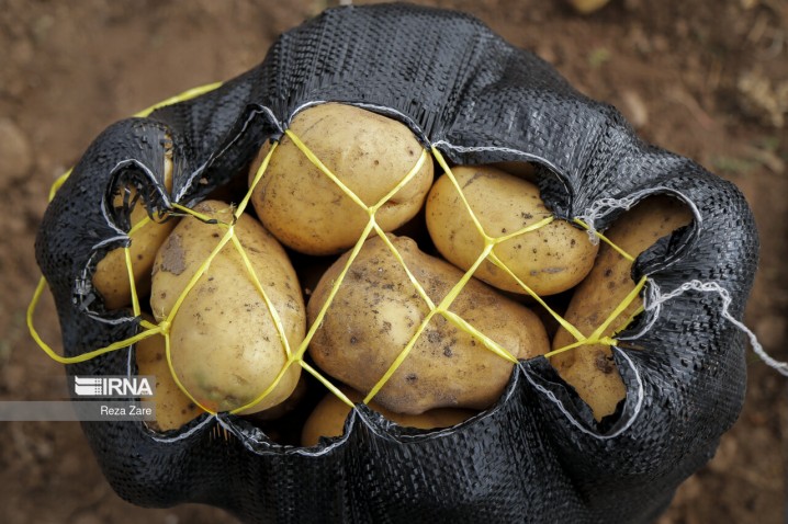 عرضه سیب زمینی به بازار تشدید شد/ وجود ۱.۲ میلیون تن سیب زمینی در انبار استانها
