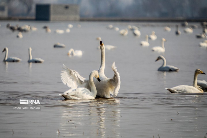 سفرهآرایی برای پرندگان مهاجر در مازندران