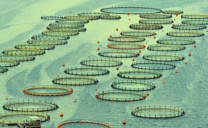 عزم مازنی‌ها برای تحقق اقتصاد دریامحور با پرورش ماهی در قفس