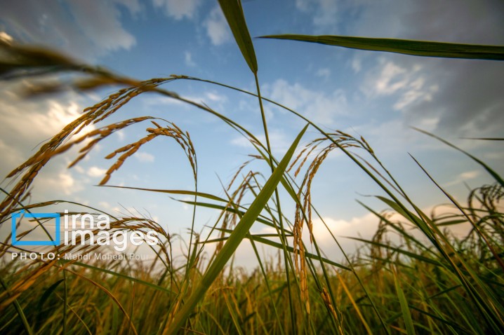 وزیر جهاد کشاورزی: برنج کیفی قیمت‌گذاری می‌شود