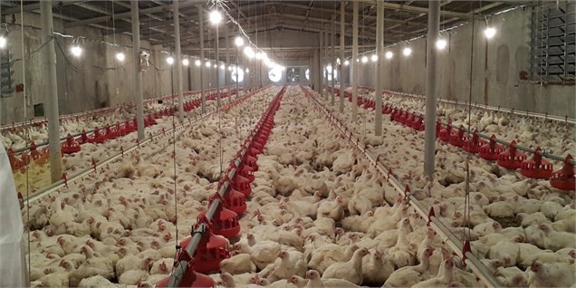 آخرین اقدامات توقف شیوع آنفلوانزای پرندگان؛ ابتلای انسانی بعید نیست