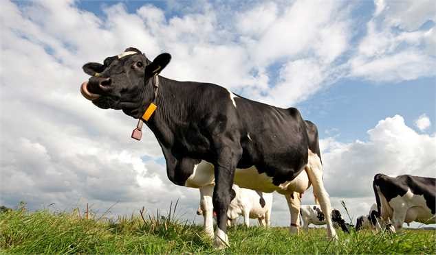 دولت دست دلالان را از بازار نهاده های دامی کوتاه کند