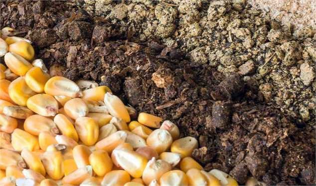 واردات 2.6 میلیارد دلار نهاده دامی در 10 ماه امسال