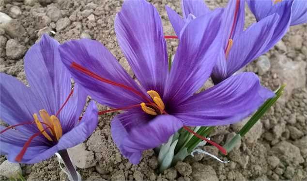 «گواهی محدود» برای تولید پیاز زعفران استاندارد صادر می شود