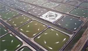 آبزی‌پروری در شیلات باید بیشتر از میزان صید باشد