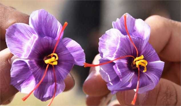 زعفران ۳۵۰ میلیون دلاری!