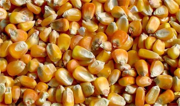 ذرت‌های آلوده تعیین تکلیف شد/ فروش به کشورهای غیرهمسایه