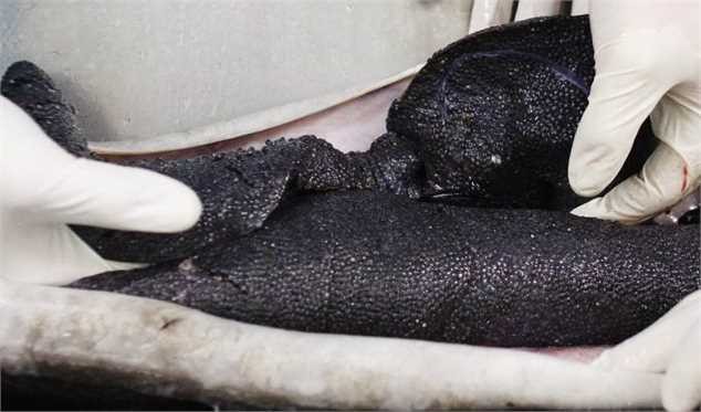 ممنوعیت صید ماهی‌های خاویاری خزر تا ۲۰۲۰ تمدید شد