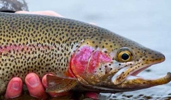 رتبه اول ایران در پرورش ماهی قزل‌آلا