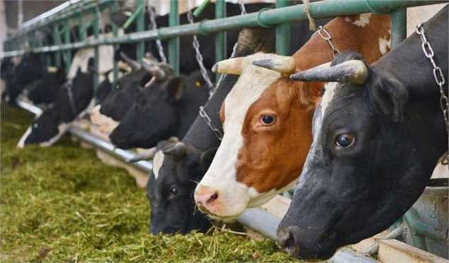 افزایش ۵ هزارتومانی قیمت دام زنده