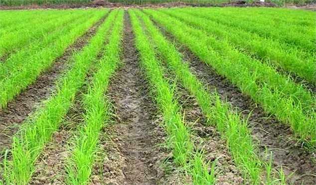 خودکفایی برنج در گرو توجه به خشکه‌ کاری