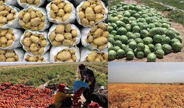 کشاورزان مقصر تولید مازاد صیفی هستند