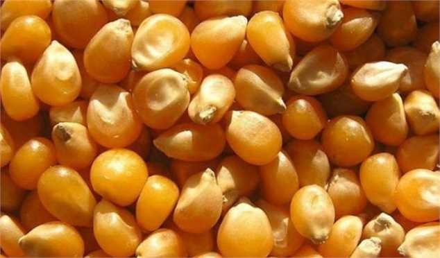 توزیع ذرت فقط در سامانه بازارگاه قانونی است+ سند