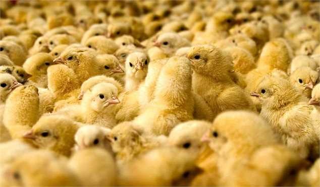 زیان تولیدکنندگان جوجه یکروزه به ۱۸۰ میلیارد تومان رسید