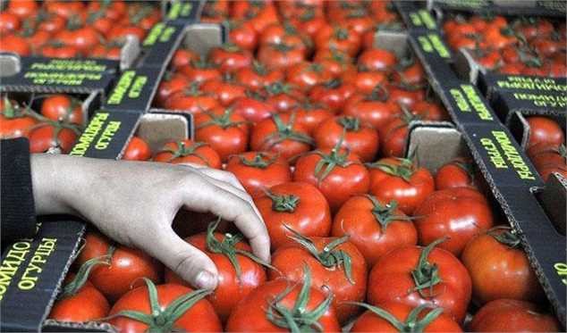 قیمت گوجه فرنگی به ۱۴ هزارتومان رسید/ کاهش قیمت؛ ۲۰ روز دیگر!