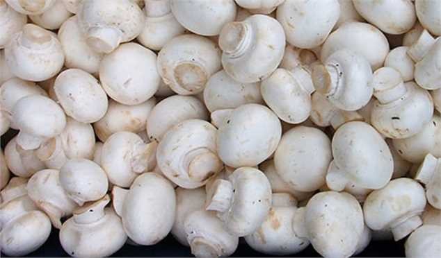 کرونا مصرف قارج را ۳۰ درصد افزایش داد/ از دستفروشان قارچ نخرید