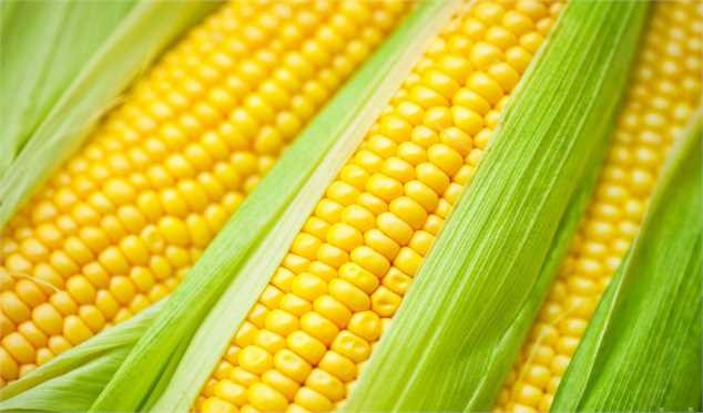 چرا ذرت کمیاب شد؟