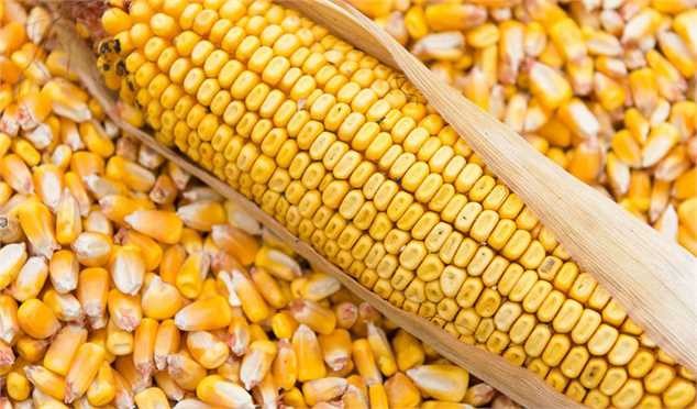 ذرت‌های فاسد در گمرک، از ابتدای واردات آلوده بود/ ۱۰۳ هزار تن ذرت مسموم به کشور مبدا مرجوع شد