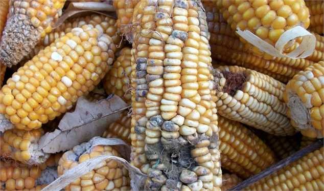 سازمان بنادر:‌ آلودگی ذرت‌‌های وارداتی ارتباطی به انبارهای بندر امام (ره) ندارد/ ذرت‌های آلوده در دولت قبل وارد شد