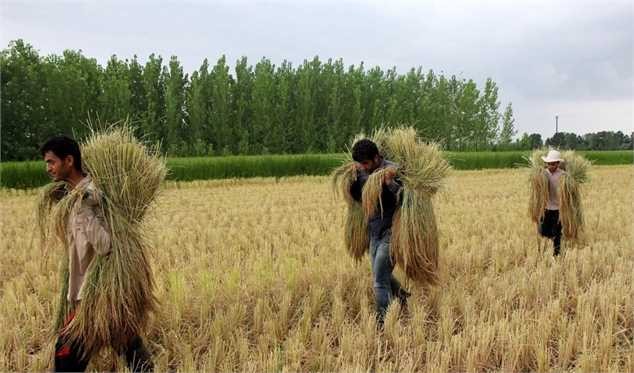 آغاز کاهش قیمت برنج با رسیدن فصل برداشت/ قیمت عمده فروشی برنج ۸۰ تا ۹۰ هزار تومان شد