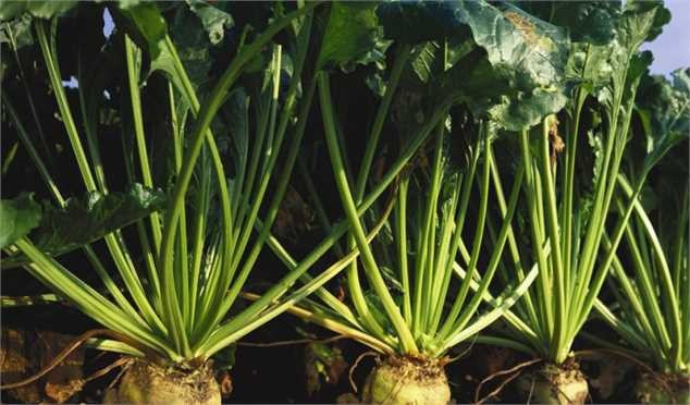 افت تولید چغندرقند در سال زراعی جدید/ کمبود شکر از طریق واردات تامین خواهد شد