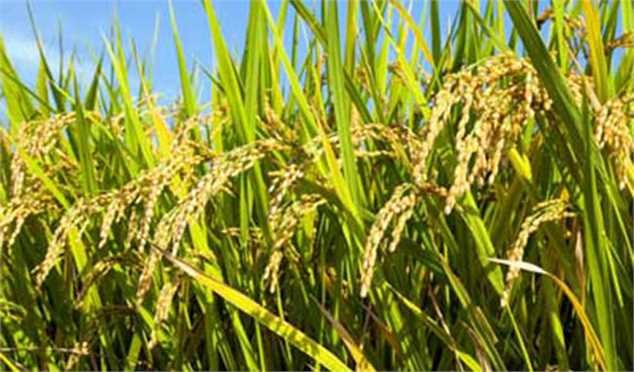 افزایش ۲۰ درصدی تولید برنج امسال در کشور