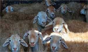 بررسی ابعاد صادرات دام/ ضرورت خروج دام مازاد از مراتع جهت حفظ منابع طبیعی‌