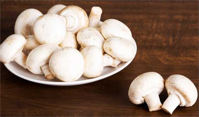 تلاش برای صادرات قارچ به روسیه