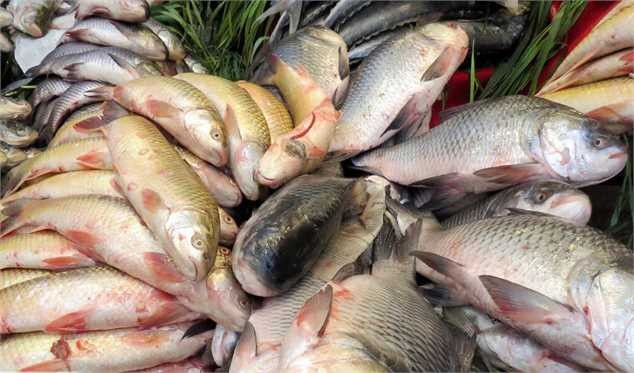 رشد ۶۷ درصد ارزآوری صادرات آبزیان