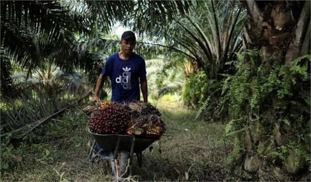 قیمت جهانی روغن پالم بالا رفت
