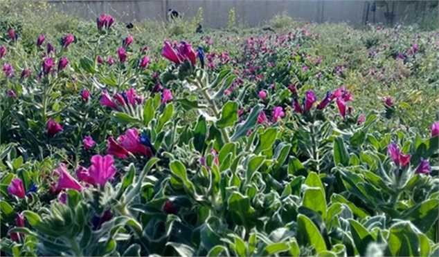 سطح زیر کشت گیاهان دارویی افزایش می‌یابد