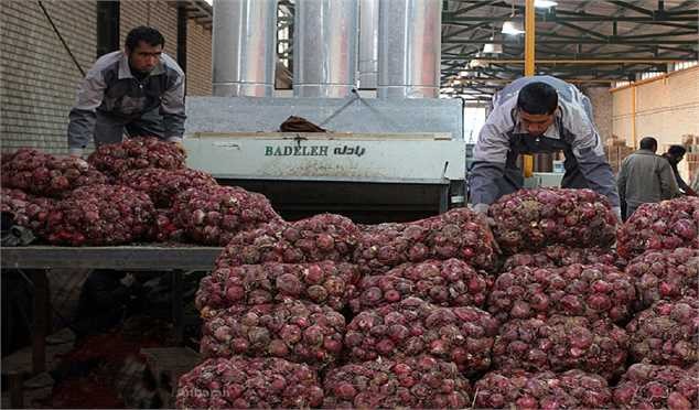 پیاز ارزان شد؟