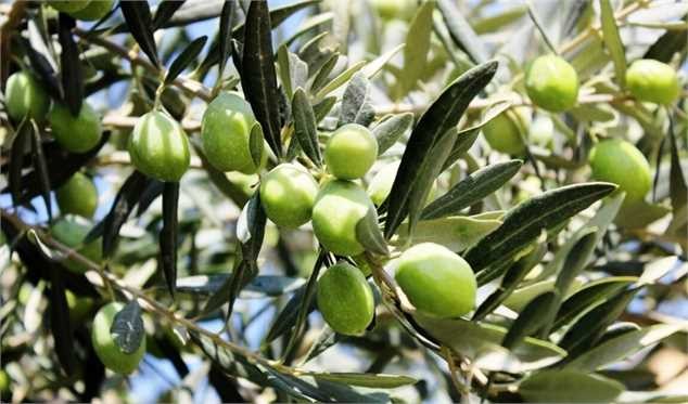 ۳۸ هزار کیلوگرم زیتون در گیلان خرید حمایتی شد