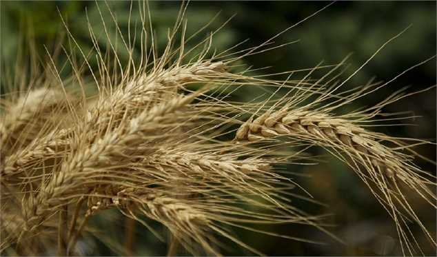 هزار توی نرخ جدید گندم/ قیمت گندم ۱۵ هزار تومان