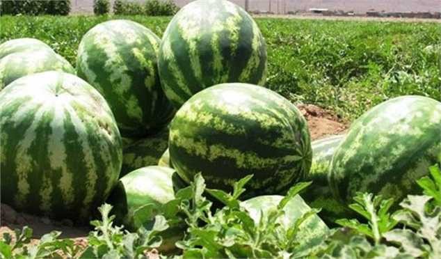 افزایش ۶۶.۶۷ درصدی قیمت هندوانه در هفته جاری