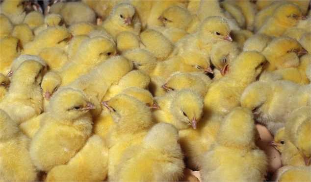 جریمه ۳۲۴ میلیارد تومانی تولیدکننده گران‌فروش جوجه یک روزه!