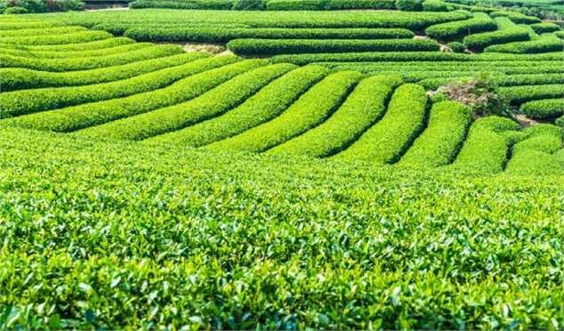 هرگونه افزایش قیمت لبنیات بدون مجوز ستاد تنظیم بازار تخلف است/ برخورد قانونی با متخلفان