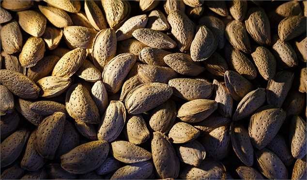 ۸۰ درصد خشکبار ایران صادر می‌شود