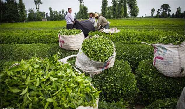 انتقاد نجفی از کاهش نرخ مالیات بر ارزش افزوده واردات برنج و چای