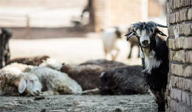 واردات دام زنده به ایران از آفریقا در آینده نزدیک