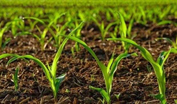 زنگنه: باید مصرف آب در بخش کشاورزی ۱۸ درصد کاهش پیدا کند