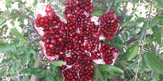 ثبات قیمت انواع صیفی و افزایش اندک انواع میوه در هفته دوم آبان