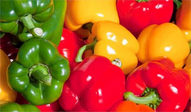 صادرات فلفل گلخانه‌ای به آسیا و اروپا آغاز شد